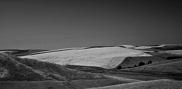 Harvested Field