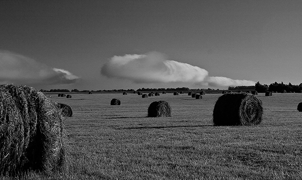 Hay Field