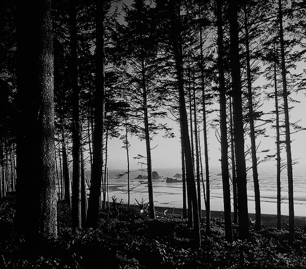 Sea Through the Trees