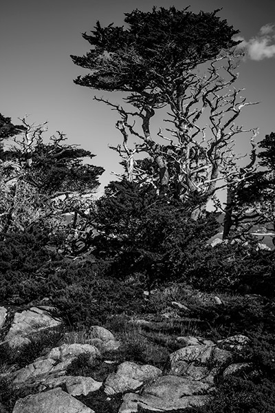 Tree, Sky and Rocks