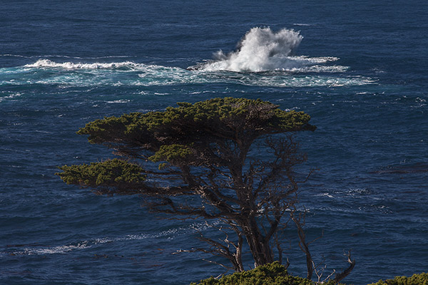 Cypress and Wave