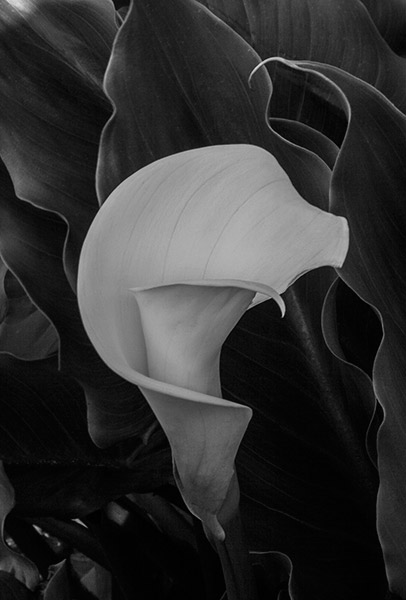 White Flower and Leaves