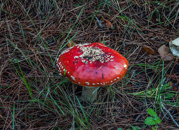 Red Cap Mushroom – Amanita Muscaria