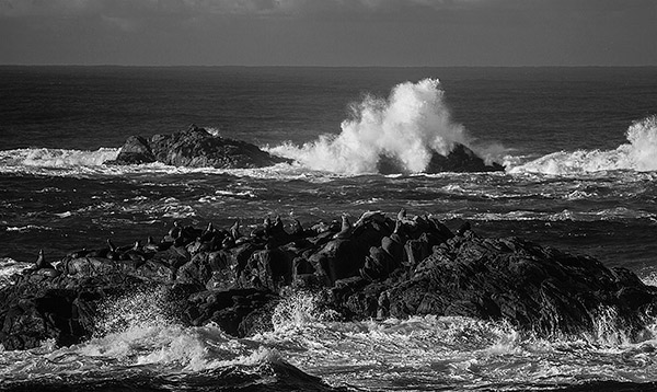 Sea Lion Rock II