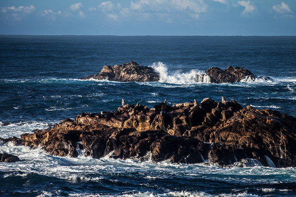 Sea Lion Rock I