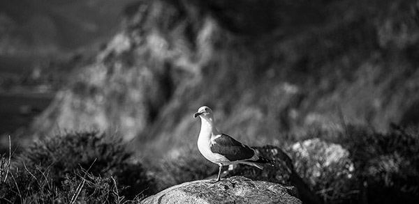 Seagull
