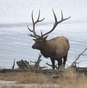 Bull Elk at Lake Yellowstone National Park
