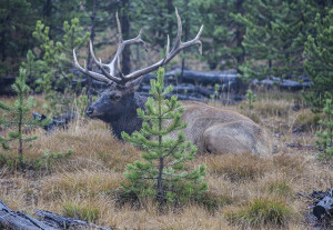Elk Resting 5100