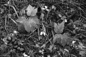 Forest Floor 5128